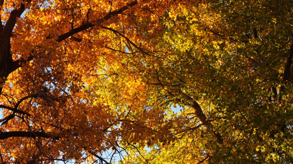 Vibrant autumn leaves in shades of orange and yellow contrasting with green foliage against a clear blue sky.